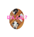 ふくこむぎかんたれでぃじぞうつきねわらび（個別スタンプ：11）