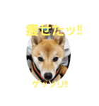 せれなの日常スタンプ③（個別スタンプ：7）