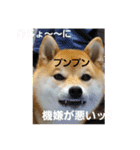 せれなの日常スタンプ③（個別スタンプ：13）
