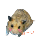 ハムスター、かめ（個別スタンプ：5）