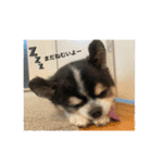 ちわのくっく（個別スタンプ：1）