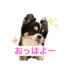 ちわのくっく（個別スタンプ：8）