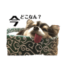 ちわのくっく（個別スタンプ：10）