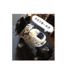 ちわのくっく（個別スタンプ：12）