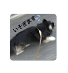 ちわのくっく（個別スタンプ：19）