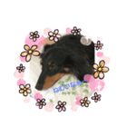 ダックスのcuteな日常A（個別スタンプ：6）