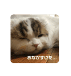 スコティッシュフォールドききちゃん つー（個別スタンプ：12）