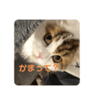 スコティッシュフォールドききちゃん つー（個別スタンプ：15）