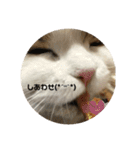 スコティッシュフォールドききちゃん つー（個別スタンプ：16）