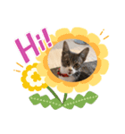 ねこねこねこ④（個別スタンプ：1）