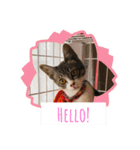 ねこねこねこ④（個別スタンプ：2）