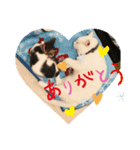 ねこねこねこ④（個別スタンプ：3）