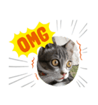 ねこねこねこ④（個別スタンプ：4）