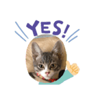 ねこねこねこ④（個別スタンプ：5）