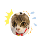 ねこねこねこ④（個別スタンプ：7）