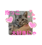 アメリカンショートヘア アメショ ルナ2（個別スタンプ：3）