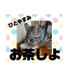 アメリカンショートヘア アメショ ルナ2（個別スタンプ：11）