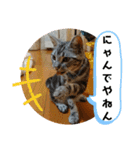 アメリカンショートヘア アメショ ルナ2（個別スタンプ：22）