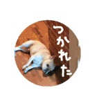 フレブル ももたくんスタンプ【1】（個別スタンプ：35）