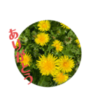 花っこ（個別スタンプ：3）