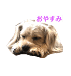 ぱぴちゃんぶんくん（個別スタンプ：5）