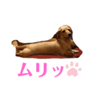 ぱぴちゃんぶんくん（個別スタンプ：10）