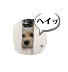 ぱぴちゃんぶんくん（個別スタンプ：12）