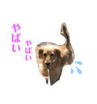 ぱぴちゃんぶんくん（個別スタンプ：13）