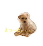 ぱぴちゃんぶんくん（個別スタンプ：22）