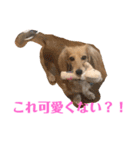 ぱぴちゃんぶんくん（個別スタンプ：24）
