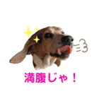 よいちくん3（個別スタンプ：1）