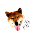 しばいぬハウス（個別スタンプ：1）