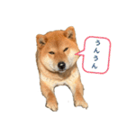 しばいぬハウス（個別スタンプ：2）