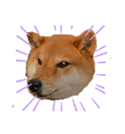 しばいぬハウス（個別スタンプ：3）
