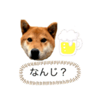しばいぬハウス（個別スタンプ：8）