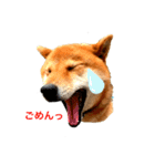 しばいぬハウス（個別スタンプ：9）