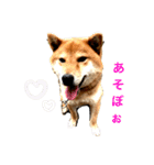 しばいぬハウス（個別スタンプ：10）