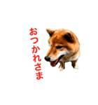 しばいぬハウス（個別スタンプ：18）