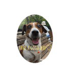 Ken the Jack Russel Terrier（個別スタンプ：1）