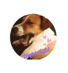 Ken the Jack Russel Terrier（個別スタンプ：2）