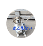 Ken the Jack Russel Terrier（個別スタンプ：3）