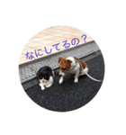 Ken the Jack Russel Terrier（個別スタンプ：5）