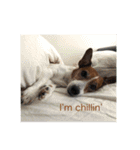 Ken the Jack Russel Terrier（個別スタンプ：6）