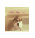 Ken the Jack Russel Terrier（個別スタンプ：7）