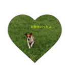 Ken the Jack Russel Terrier（個別スタンプ：8）