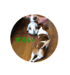 Ken the Jack Russel Terrier（個別スタンプ：9）