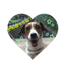 Ken the Jack Russel Terrier（個別スタンプ：10）