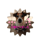 Ken the Jack Russel Terrier（個別スタンプ：11）