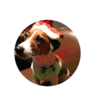 Ken the Jack Russel Terrier（個別スタンプ：12）