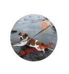 Ken the Jack Russel Terrier（個別スタンプ：13）